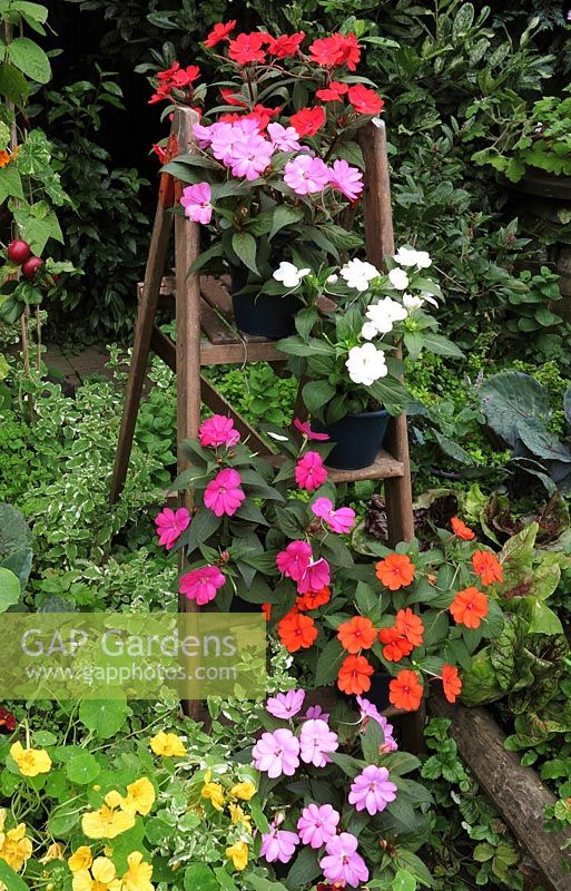 Mildew resistent 'Sunpatiens' Busy Lizzies growing in pots displayed on a step ladder 