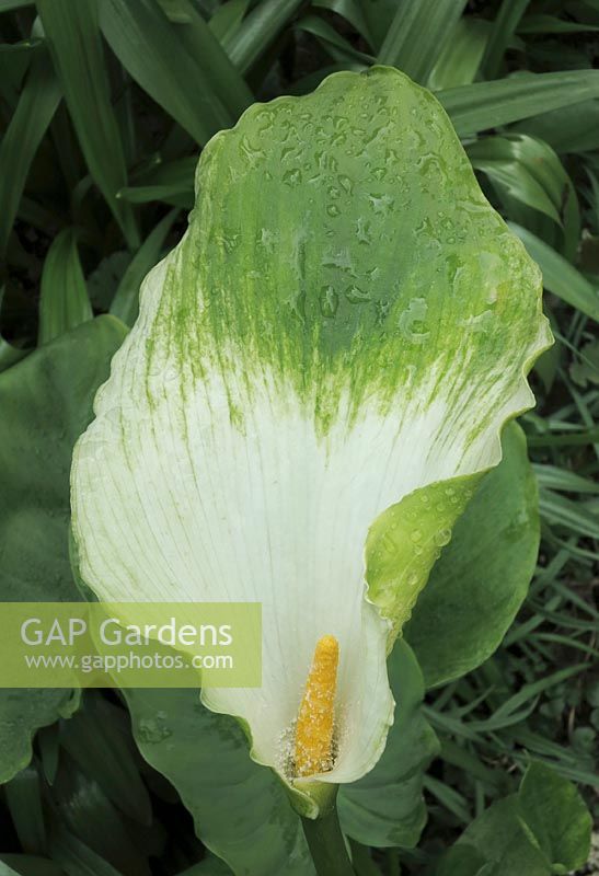 Zantedeschia aethiopica 'Green Goddess' - Green flowered Arum lily