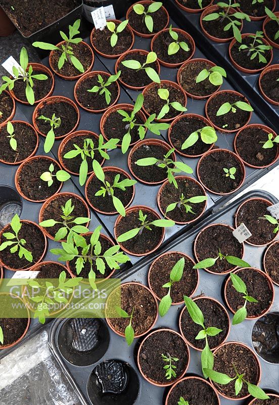 Young seedlings of tomatoes, aubergines and peppers potted up into small 6cm pots and spaced out in shuttle trays to grow on in a heated greenhouse