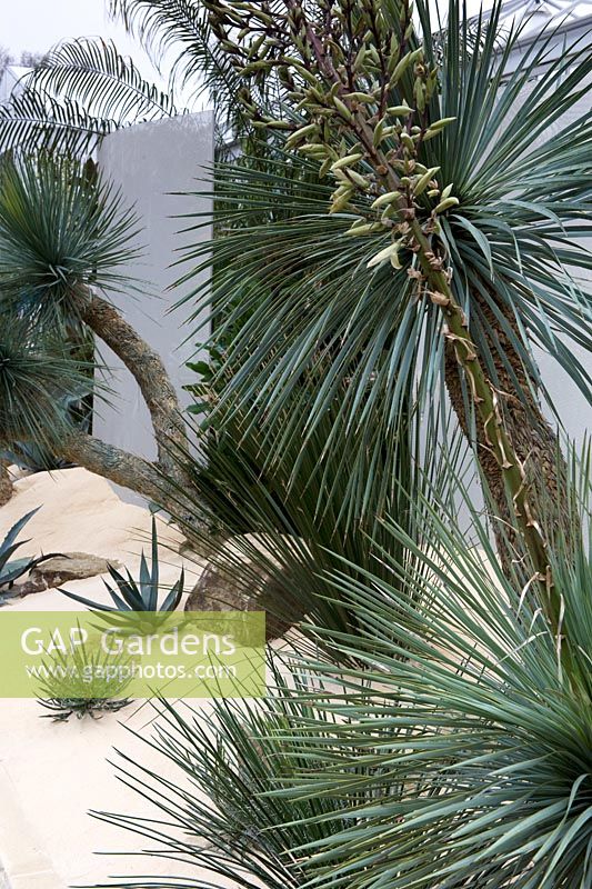 Equartorial plants - architectural palms in sand border. Juxtaposition garden - RHS Chelsea Flower Show 2013 