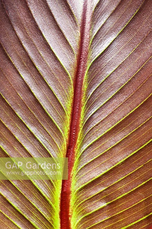Ensete ventricosum 'Maurellii' - Banana Leaf