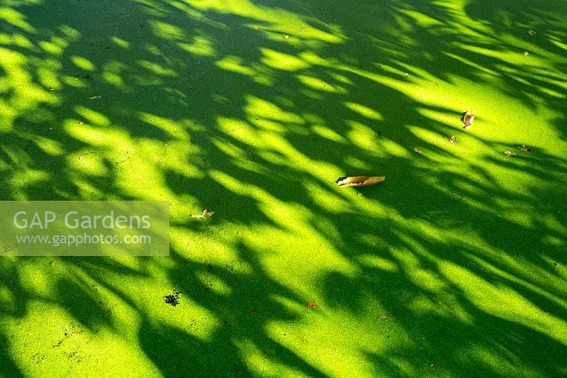 Lemna minor - Duckweed on pond surface with leaf shadows