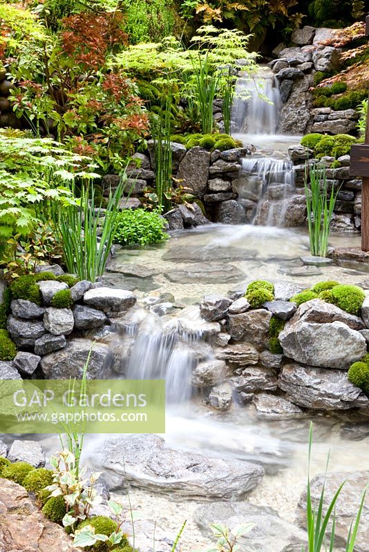 An Alcove Garden -  waterfall and Acer palmatum 