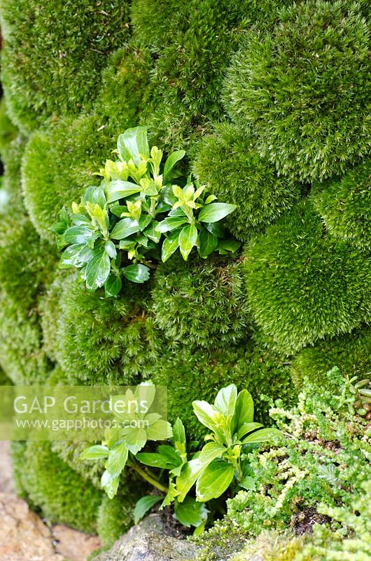 Moss Wall - An Alcove - Tokonoma Garden