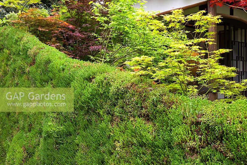 A living green wall of Sedum varieties in the Japanese 'An Alcove - Tokonoma Garden' 
