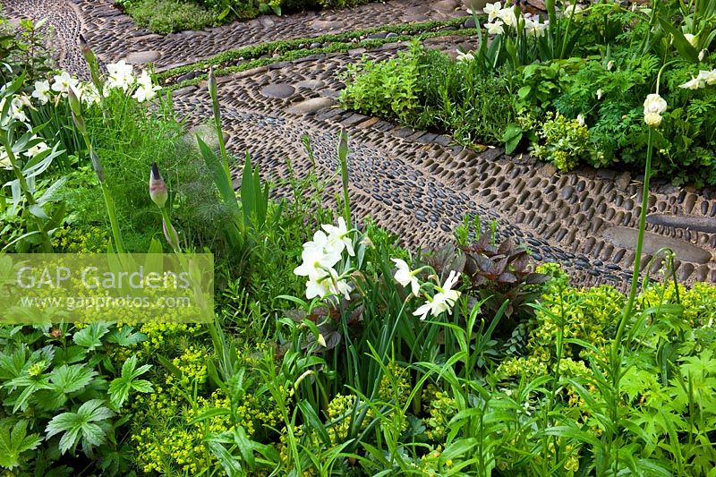 A pebble path through planting of mixed herbs and perennials in the Get Well Soon garden - Planting includes: Narcissus 'Silver Chimes', Campanula, Delphinium, Euphorbia, Iris and Foeniculum vulgare.
