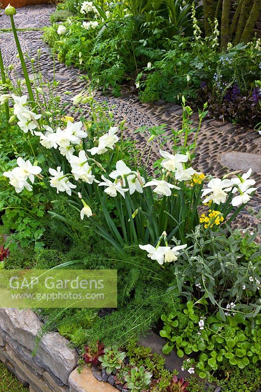 Narcissus 'Silver Chimes' in a border of mixed perennials and herbs beside a pebble path leading through the Get Well Soon garden 