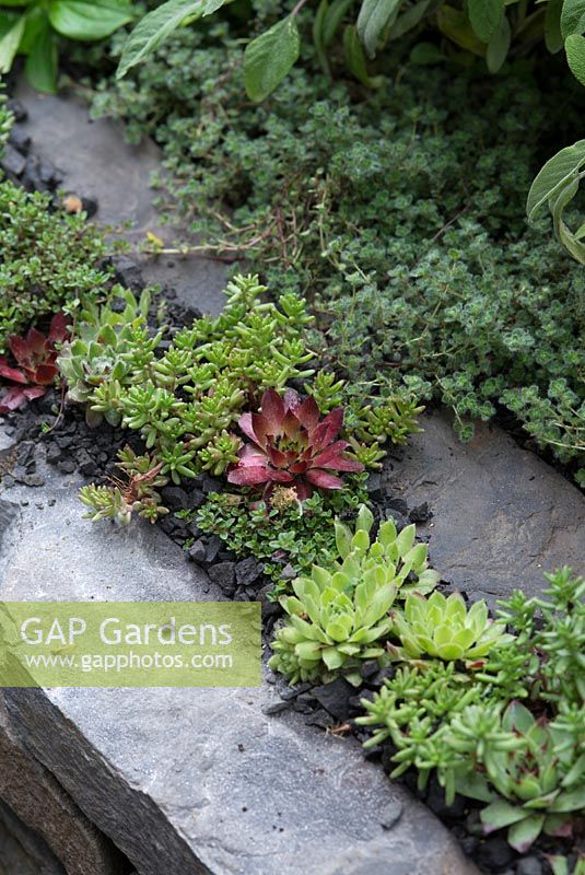 Get Well Soon Garden with Sempervivum calcareum 'Rubin' and 'Standard Green' in gravel on the top of a dry stone wall