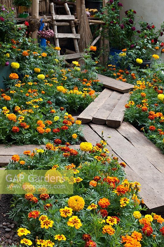 Planks as walkway to hut with mixed marigolds in the  Herbert Smith Freehills Garden for Wateraid garden