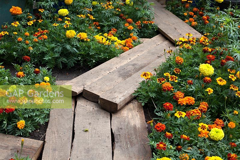 Planks as walkway through marigolds in the Herbert Smith Freehills Garden for Wateraid