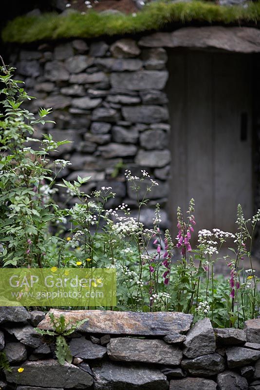 Motor Neurone Disease - A Hebredean Weavers Garden.  Plants include digitalis, cow parsley, nettles and butter cup, with green roof on dry-stone walled hut in background.  