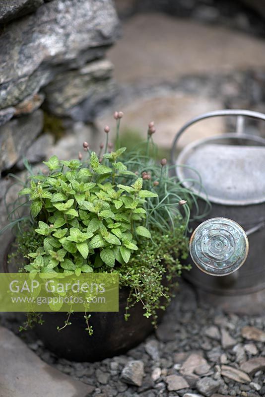 Mint, thyme and chives in pot next to old metal watering can in the Motor Neurone Disease - A Hebridean Weavers Garden.   Designer: Jackie Setchfield and Martin A