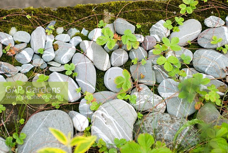 Arrangement of beach pebbles on mossy wall with alpine strawberry plants