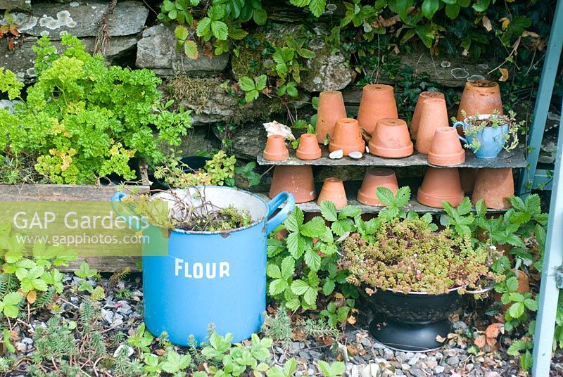 Display of clay pots, herbs and sedums by dry stone wall