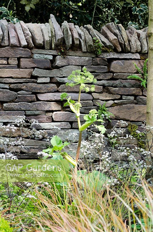 HDry stone wall with Angelica archangelica and Anthriscus sylvestris 'Ravenswing' in the  Un Garreg - One Stone garden 
