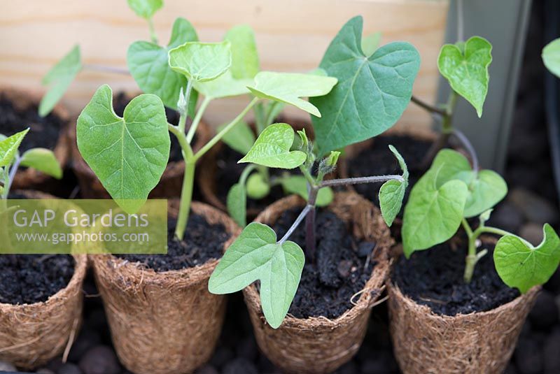 Ipomea - Morning Glory seedlings in biodegradeable fibre pots.  Alitex Ltd Greenhouse trade stand with help from Thrive,  at The Chelsea Flower Show 2013