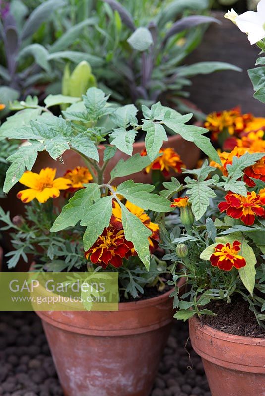 Tomato seedlings with Tagetes - pot marigolds in terracotta pots.  Alitex Ltd Greenhouse trade stand with help from Thrive at The Chelsea Flower Show 2013