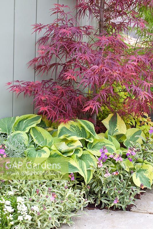 Small border with Acer palmatum, Hosta and Erysimum - Chelsea Flower Show 2013 