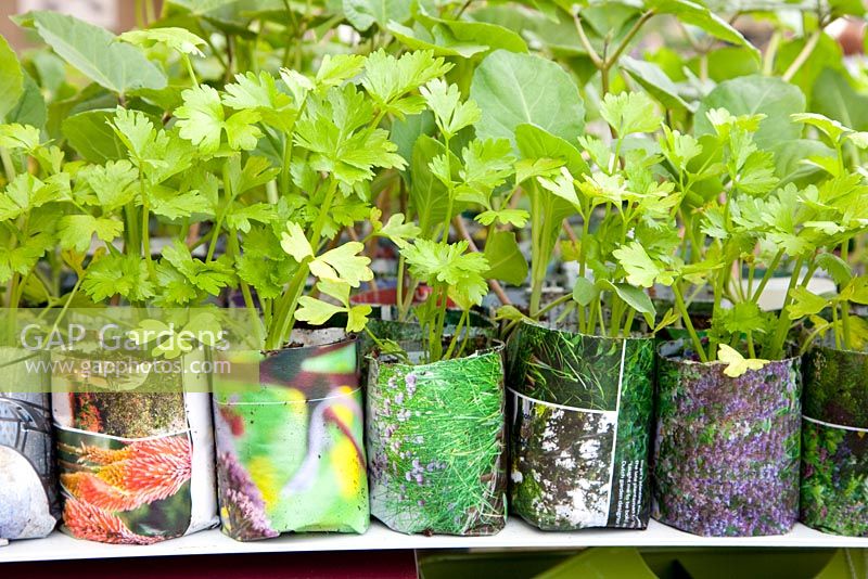 Apium graveolens in paper pots. Chelsea Flower Show 2013