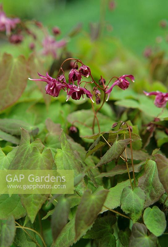 Epimedium x youngianum 'Merlin' - Harvey's Garden Plants,  Suffolk