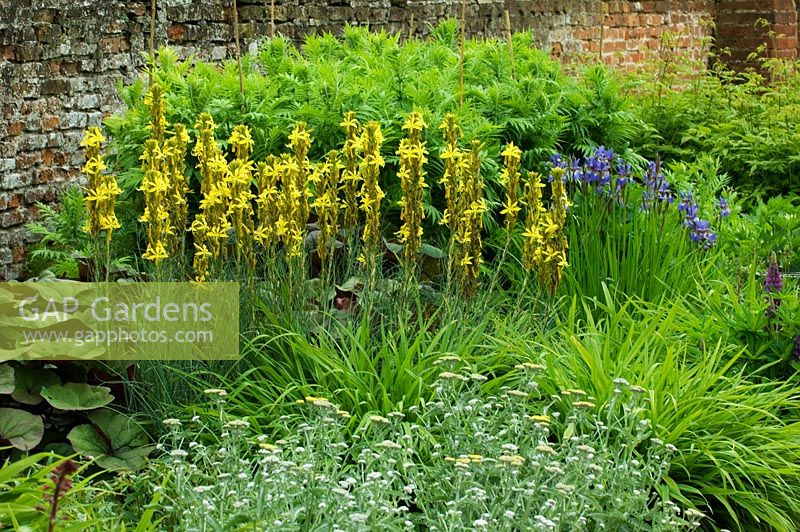 Summer border with asphodeline lutea and iris sibirica -  Kirtling Tower, Suffolk 