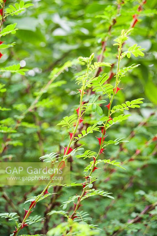 Rosa sericea subsp. omeiensis f. pteracantha - Vibrant red thorns. 