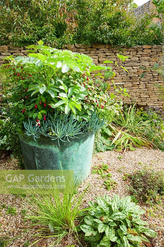 Small gravel garden with metal container planted with Melianthus major, fuchsia, salvia and grey blue succulents