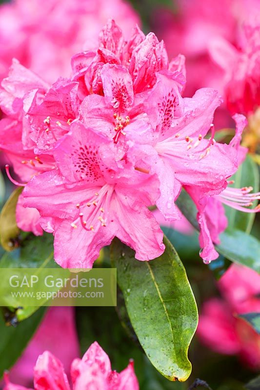Rhododendron 'Cynthia', AGM.