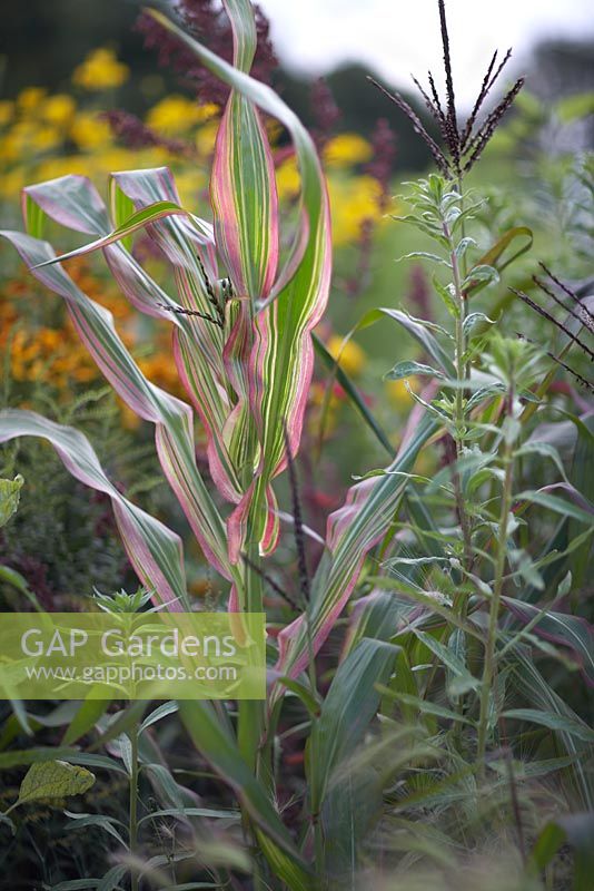 Zea japonica variegata 'Stripes and stripes' (Japanese Maize) with Oenothera biennis (Common evening primrose)
