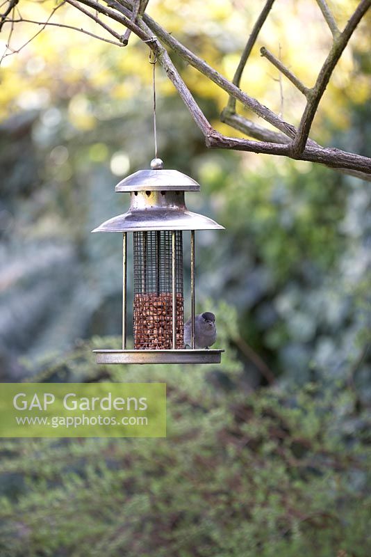 Blackcap (Sylvia atricapilla) on bird-feeder containing nuts, hanging from old rose bush.