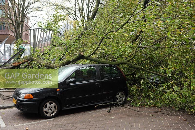 A beech tree blown down crushing a car in The St Judes Storm, The Netherlands
