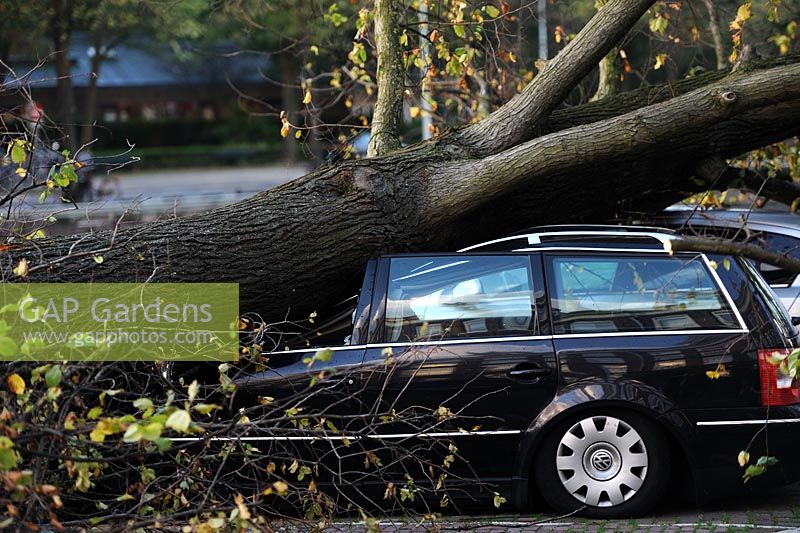 A tree crushes a car - the aftermath of the St Judes Storm in Amsterdam, The Netherlands. 