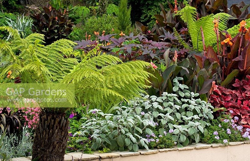 Beautifully composed informal  border of exotic tropical late summer bulbs and perennials 