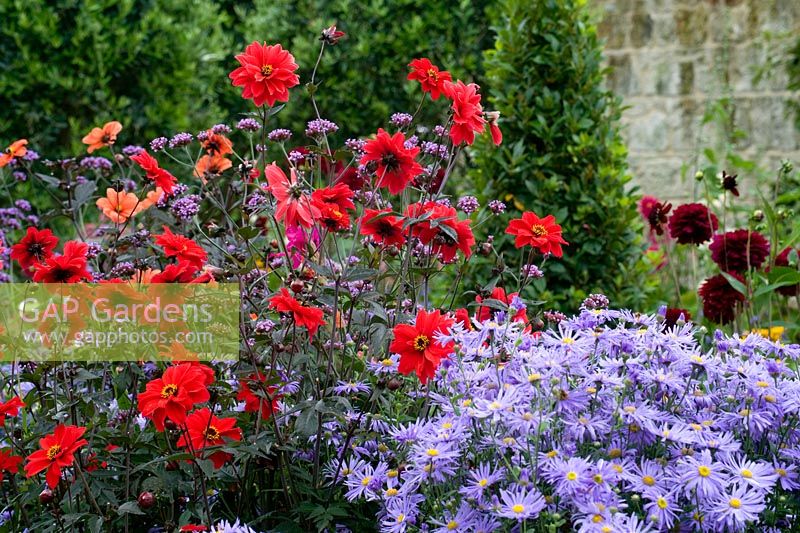 Colourful flowerbed with red Dahlia and purple Asters - August. 