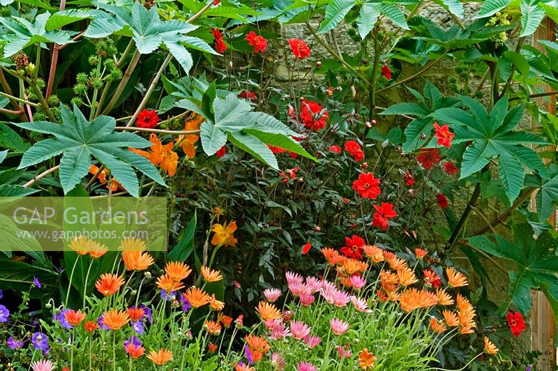 Summer border with colourful combination of exotic planting including ricinus communis, arctotis and dahlia 