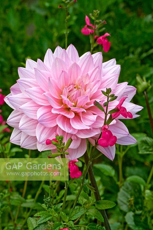 Summer border with pink cactus-flowered dahlia
