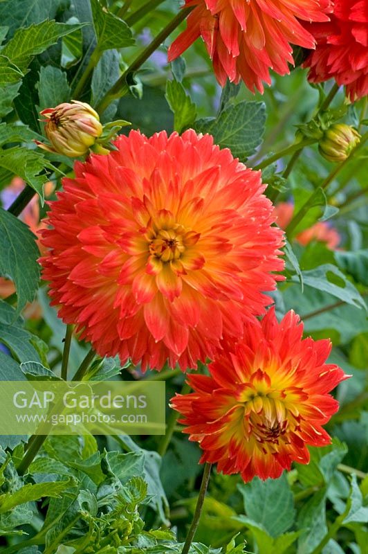 Red and yellow dahlia in Summer border
