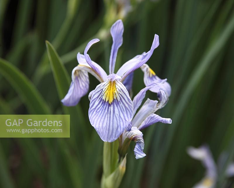 Iris missouriensis 