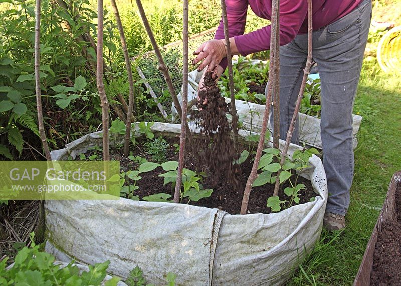 Mulching runner beans growing in builders bag with compost