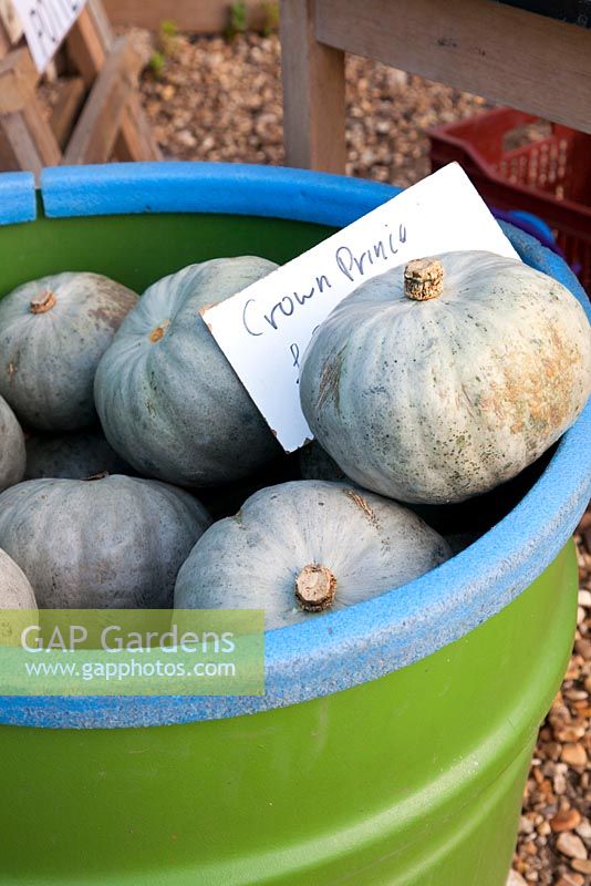 Pumpkin Crown Prince in container
