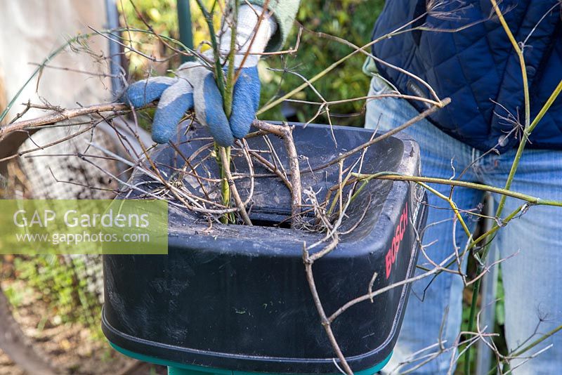 Shredding branches and cuttings to add to compost heap