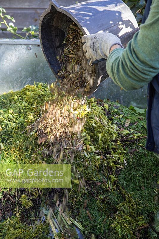Adding bucket of shredded branches and cuttings to compost heap