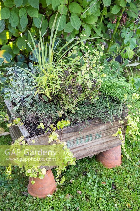 Box of herbs placed on top of Terracotta pots, sat within a garden. Oregano 'Greek', Marjoram 'Compact', Sage 'Tricolor', Lemon Grass, Indian Mint, Chive and Hyssop