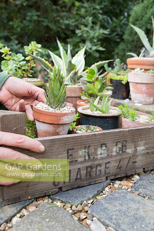 Placing tender plants - succulents in a wooden tray to bring inside