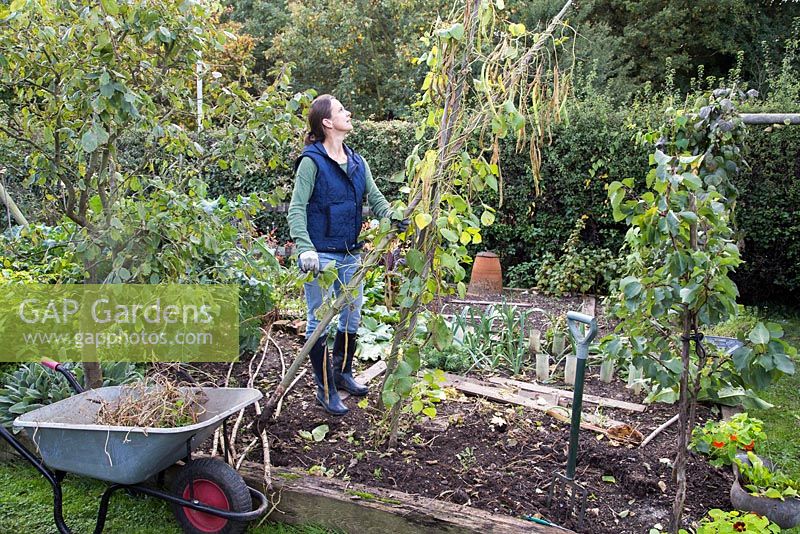 Clearing vegetable patch, making room for new plants. Removing runner beans and stakes