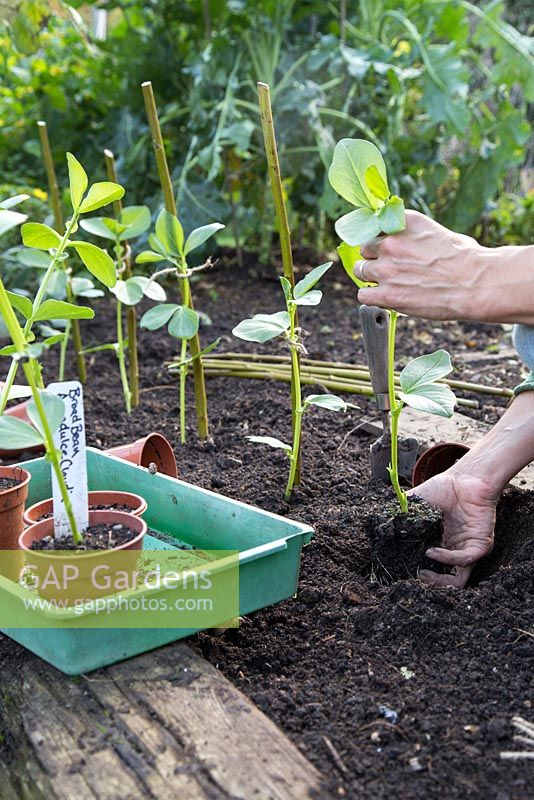 Planting Broadbean 'Aquadulce Claudia' in vegetable patch
