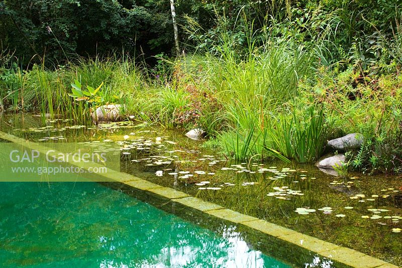 Natural swimming pool and pond