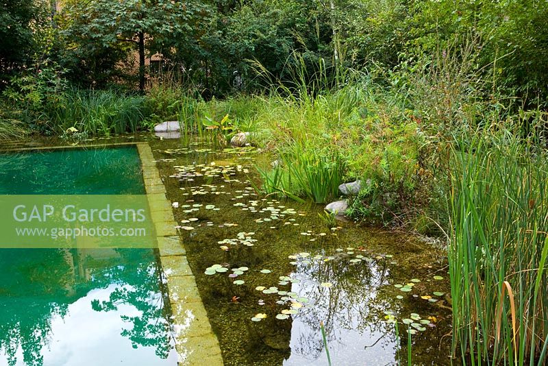 Natural swimming pool next to pond with planting 
