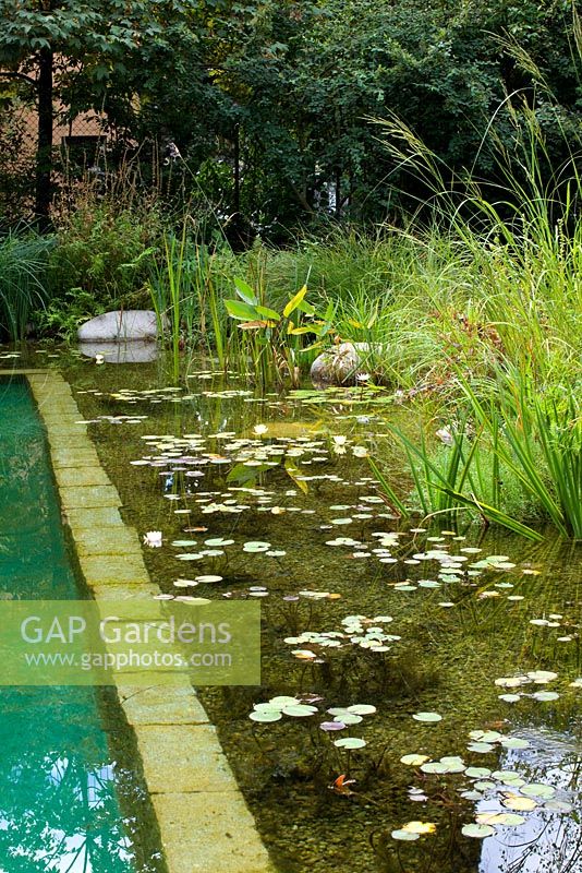 Pond with aquatic planting and natural swimming pool