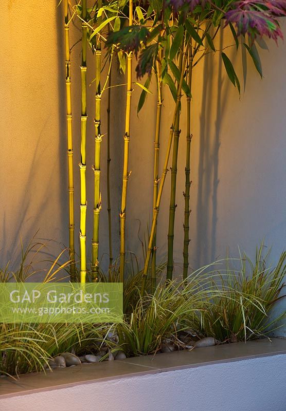 Acorus Gramineus 'Ogon' and Phyllostachys Aurea in built in raised beds with lighting at night. 